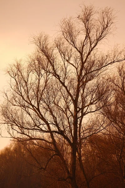 Γυμνά δέντρα — Φωτογραφία Αρχείου