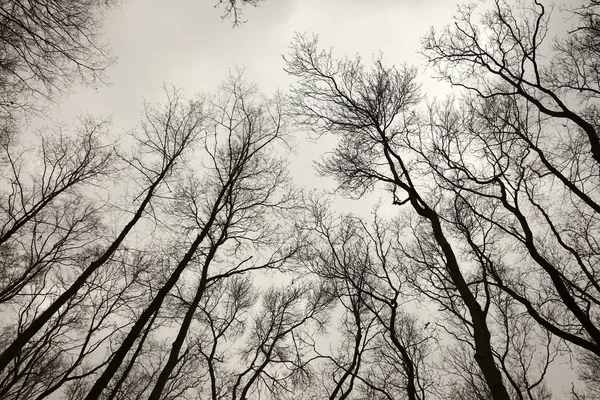 Alberi nudi — Foto Stock