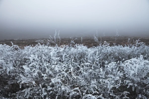 Campo de inverno — Fotografia de Stock