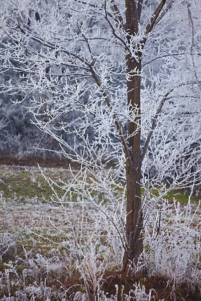 Árbol de invierno — Foto de Stock