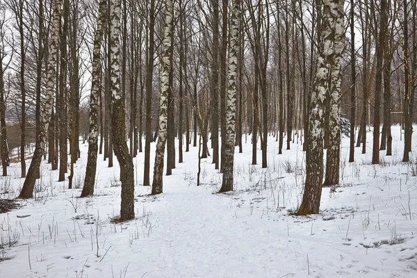 Bosque de invierno —  Fotos de Stock