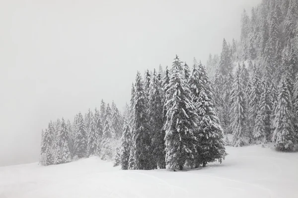 Forêt d'hiver — Photo