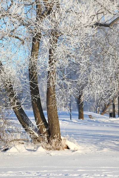 Зимовий парк — стокове фото