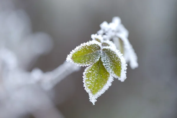 冷凍の葉 — ストック写真