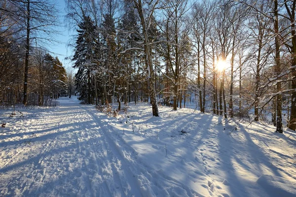 Vinterparken — Stockfoto