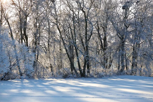 Park zimowy — Zdjęcie stockowe