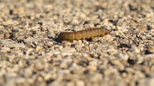 Caterpillar crawling — Stock Video