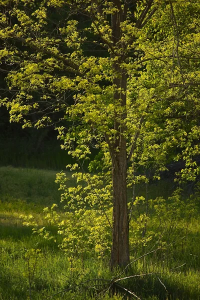 Árvore verde na primavera — Fotografia de Stock
