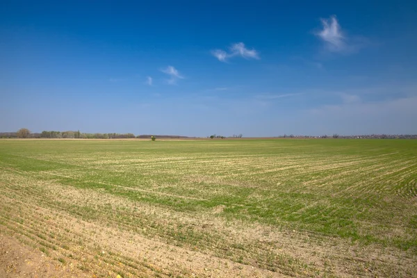 Большое сельскохозяйственное поле — стоковое фото