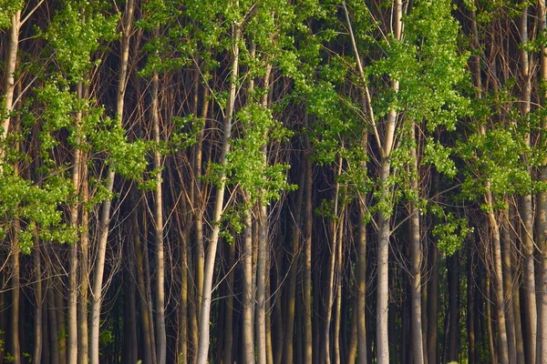 Лес — стоковое фото