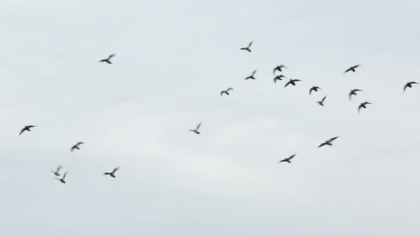 Volano i corvi — Video Stock