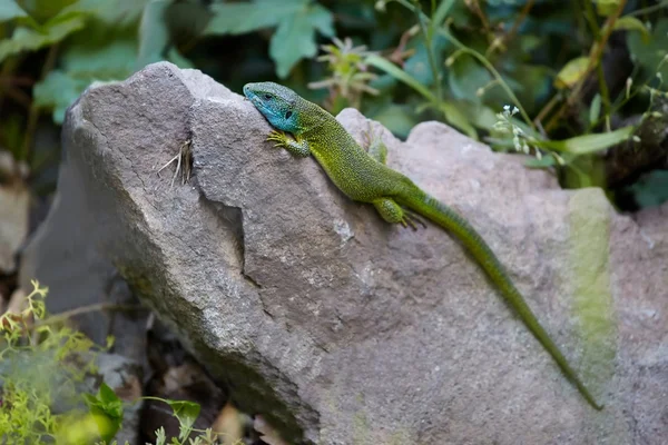 Lagarto verde Descanso — Foto de Stock