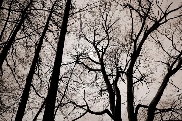 Bare trees — Stock Photo, Image