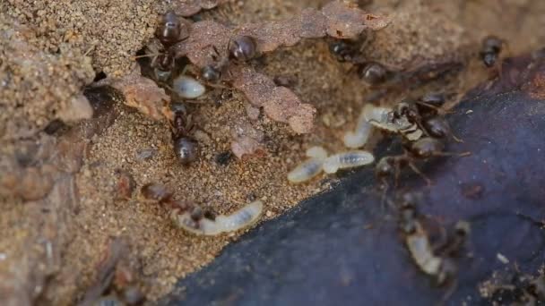 Mieren bouwen kolonie — Stockvideo