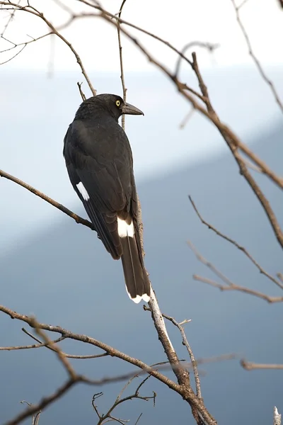 Oiseau sur arbre — Photo