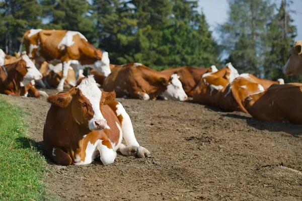 Cows resting — Stock Photo, Image