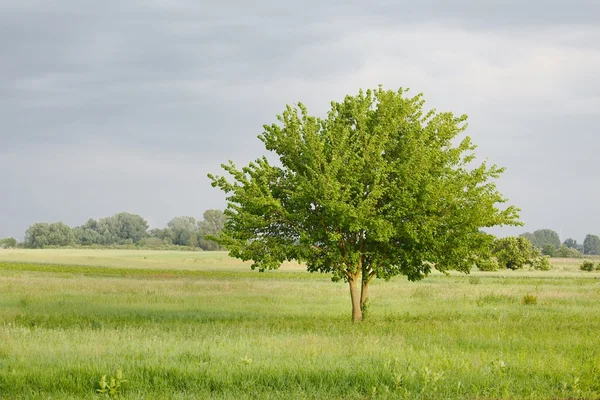 Grønt tre på åkeren – stockfoto