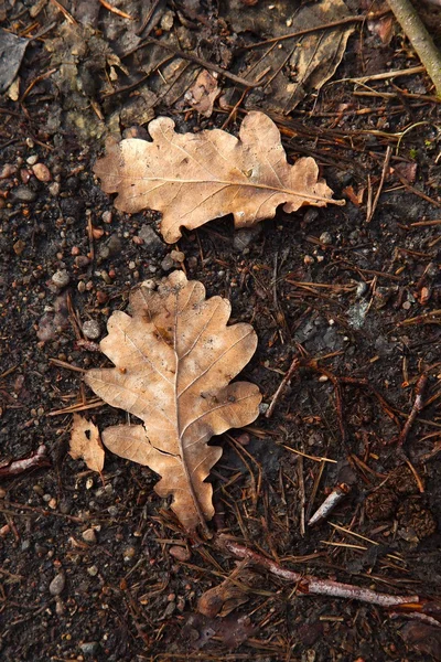 Herabgefallenes Laub — Stockfoto