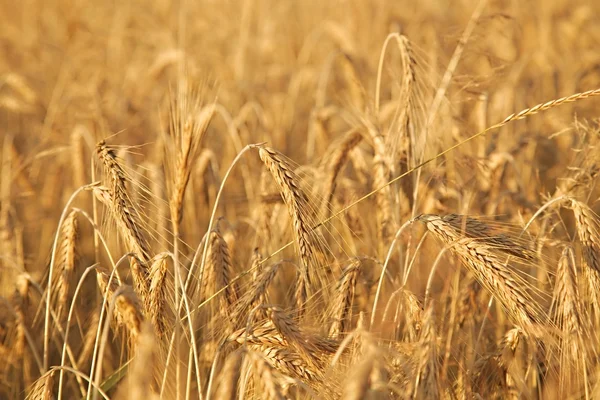 Weizenpflanzen als Hintergrund — Stockfoto