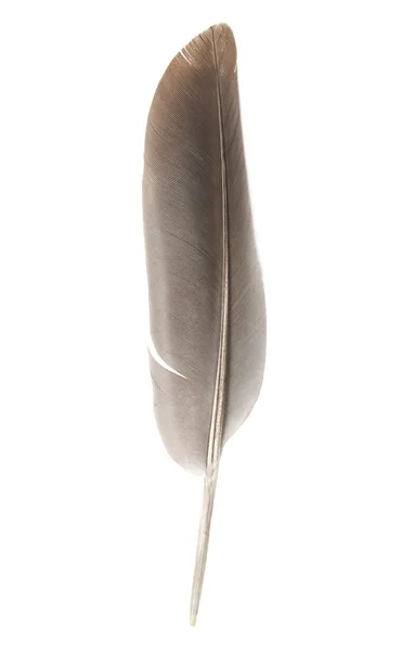 Pluma negra sobre blanco — Foto de Stock