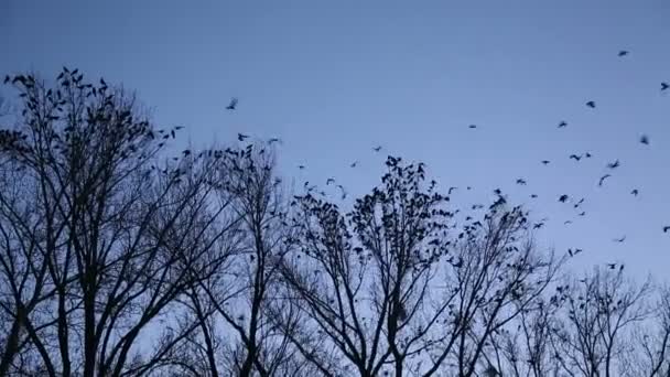 Птица в темноте — стоковое видео