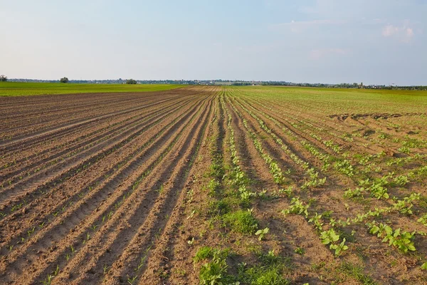 Agricultura — Fotografia de Stock