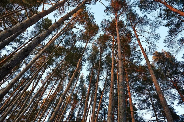 Bosque — Foto de Stock