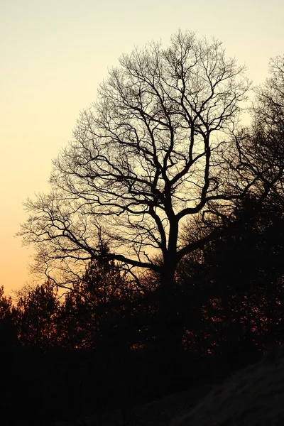 Bare trees — Stock Photo, Image