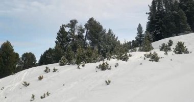 Kayak pistinde ağaçla karlı alp manzarası, alçalıyor