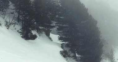 Sis ve sis, Alpler 'de çam ağaçları olan kış ormanı manzarasında soğuk rüzgarda hareket ediyor.