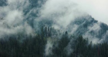 Dağ ladin ağacı ormanlarından geçen sis ve bulutlar, sisli manzaralar, kasvetli dramatik hava, hızlandırılmış sinematik doğa görüntüleri 460 fps