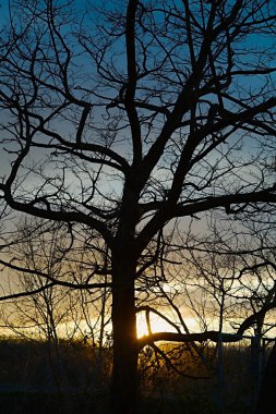 çıplak ağaçlar