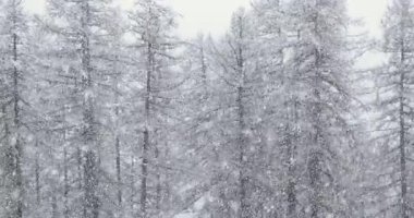 Ormanda kar yağıyor, dağlarda şiddetli kar yağıyor.