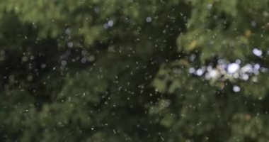 Küçük böcek sürüleri yaz sonunda bir bulutun içinde rastgele hareket eden sinekler veya sinekler.