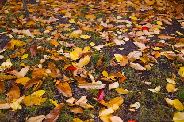 Opadłych liści — Zdjęcie stockowe