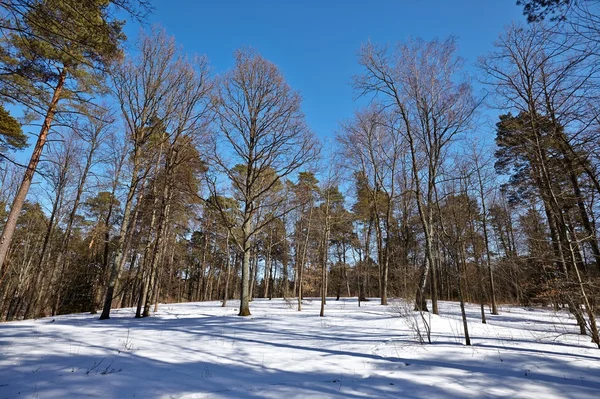 Vinterparken — Stockfoto