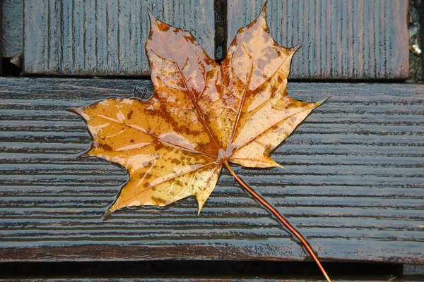 Fallen Leaf — Stock Fotó