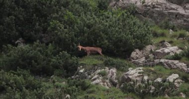 Balkanlar 'ın vahşi dağ keçisi cüce çam ağaçlarına sürtünüyor, çalıları tırmalıyor.