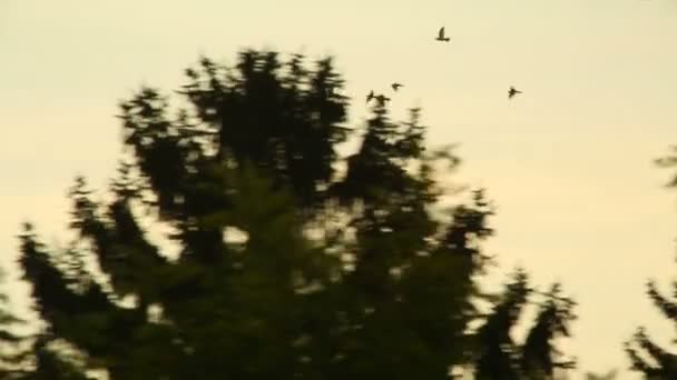 Birds fly by — Stock Video