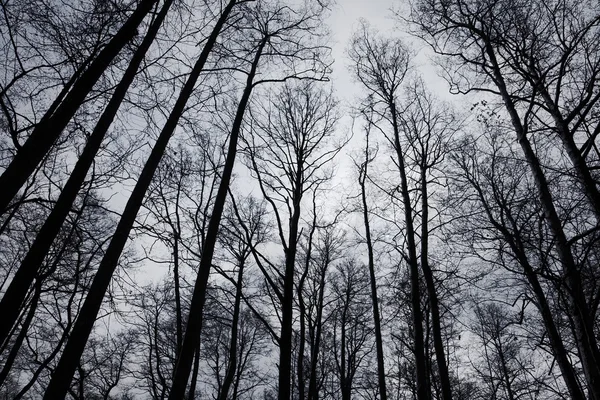 Branchi di alberi nudi — Foto Stock