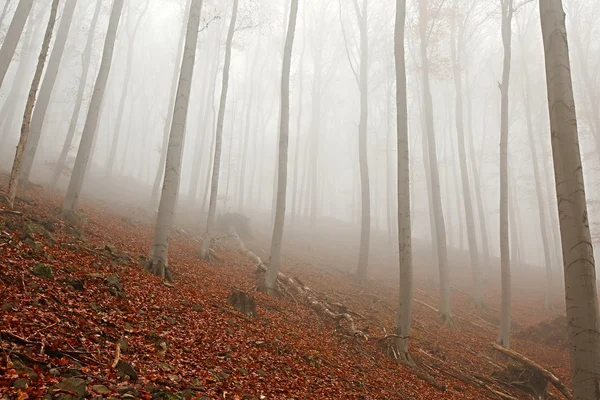 秋の森霧 — ストック写真