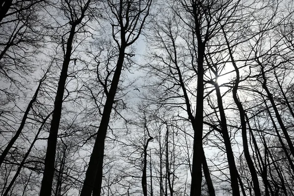 Bare tree branches — Stock Photo, Image