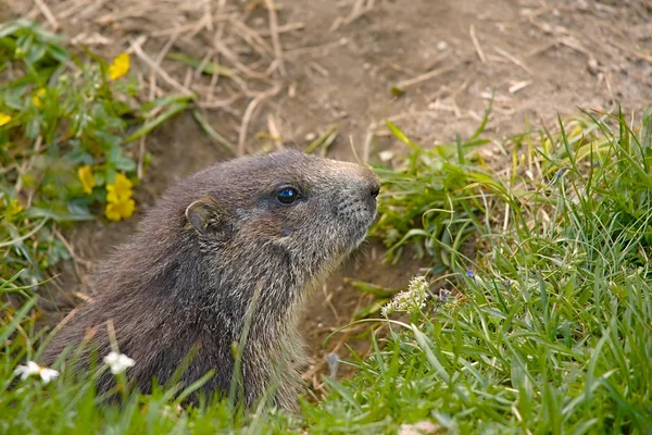 Marmot in its hole — Stock Photo, Image