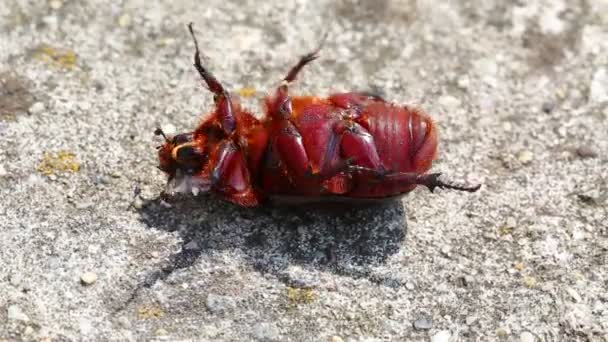 Worstelen op de grond Cockchafe — Stockvideo