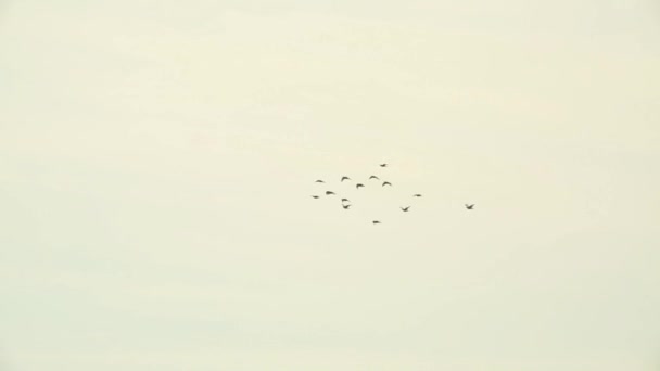 Birds flying in the sky — Stock Video