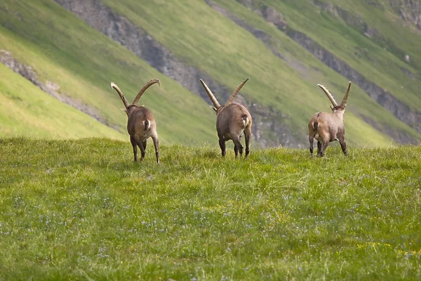 Alpine Ibex in the mountains — Stock Photo, Image