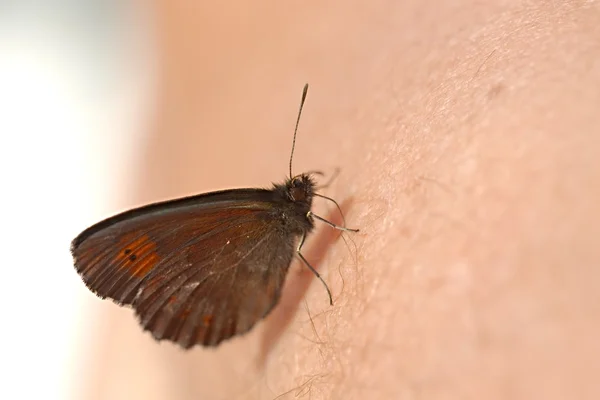Бабочка на коже — стоковое фото