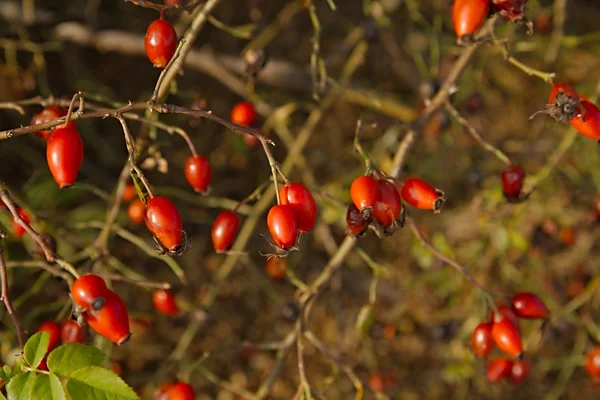 Rosehips em um arbusto — Fotografia de Stock