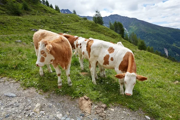 A hegyoldalban legeltetett tehenek — Stock Fotó