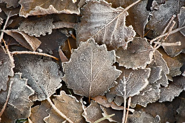 Fallen frosty leaves — Stock Photo, Image